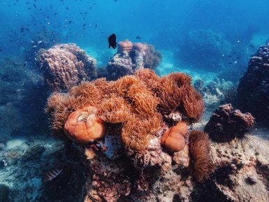 Schnorchelerlebnis auf Inselparadies Koh Talu - Familienreise mit Kindern