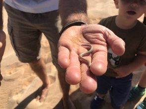 Ein Mann hält einen Wurm in der Hand - Namibia mit Jugendlichen