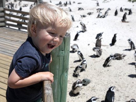 Fröhliches Kind schaut begeistert auf Pinguine am Boulders Beach – Garden Route Familienreise