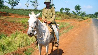 Ein älterer Mann sitzt auf einem grauen Pferd, während er an einer ländlichen Straße entlang reitet, umgeben von grüner Vegetation.