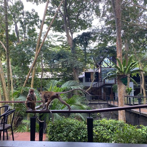 Zwei Affen sitzen auf einem Geländer, umgeben von üppigem Grün und modernen Gebäuden im Hintergrund.