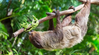 Faultier ruht gemütlich in den Ästen des Regenwalds – Costa Rica Reise mit Kindern