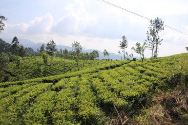 Teesträucher bedecken die sanften Hänge rund um Nuwara Eliya – Sri Lanka mit Kindern