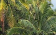 Bunte Surfbretter am Strand mit Palmen - Costa Rica Family & Teens - Costa Rica mit Kindern und Jugendlichen