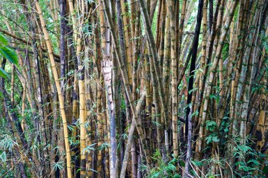 Dichte Bambuspflanzen im Manuel Antonio Nationalpark – Costa Rica Familienreise