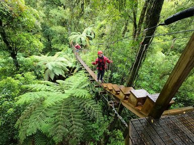 Eine Person überquert eine schmale Hängebrücke, umgeben von üppigem, grünem Regenwald und großen Farnen.
