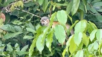 Ein neugieriger Affe sitzt gut camouflaged in einem dichten Dschungel voller grüner Blätter.