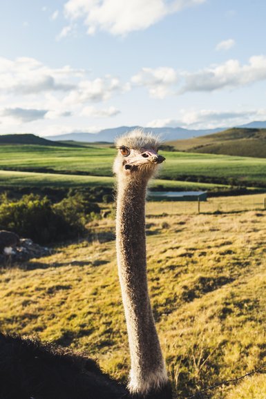 Ein neugieriger Strauß mit einem langen Hals blickt in die Kamera, umgeben von einer grünen Landschaft und blauen Himmel.
