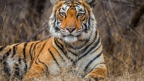 Ein majestätischer Tiger liegt entspannt im hohen Gras, seine markanten Streifen und intensiven Augen stechen hervor.