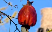 Cashew-Frucht mit Kern - Costa Rica Familienreise