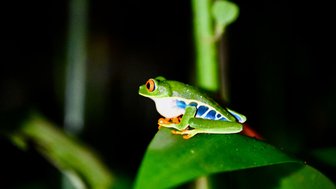 Eine leuchtend grüne Frosch sitzt auf einem Blatt, während die Dunkelheit des Waldes ihn umgibt.