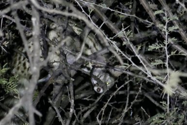 Ein nachtaktives Tier versteckt sich im dichten Buschwerk - Namibia Rundreise mit Kindern