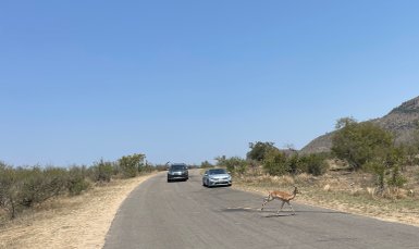 Eine Antilope überquert die Straße vor Safari-Autos im Kruger Nationalpark – Südafrika Familienreise