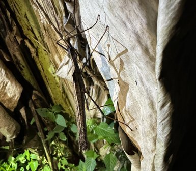 Ein großer, brauner Insekt sitzt an einer vertrockneten Blattoberfläche, umgeben von grünen Pflanzen im Hintergrund.