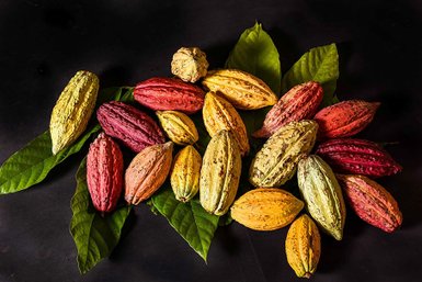 Ausstellung zur Geschichte des Kakaos im Museum Choco-Story in Uxmal – Mexiko Reise mit Kindern