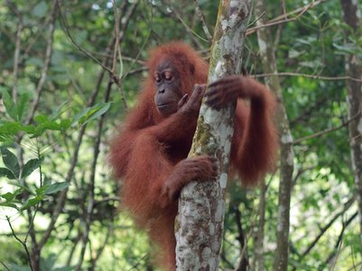 Ein Orang-Utan klettert im Regenwald auf Sumatra – Bali Reise mit Kindern