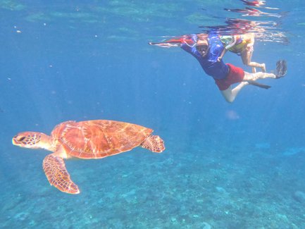Unterwasseraufnahme einer Schildkröte beim Schnorcheln – Bali Familienreise
