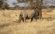 Nashorn grast auf Wiese - Namibia Safari mit Kindern