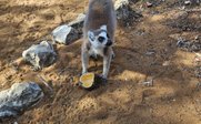 Katta - Madagaskar Reise mit Kindern