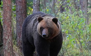 Ein großer Braunbär steht majestätisch im Wald, umgeben von grünen Pflanzen und hohen Bäumen.