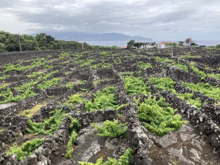 Eine weitläufige Weinlandschaft mit grünen Reben, die in Steinmauern angelegt sind, unter einem bewölkten Himmel.