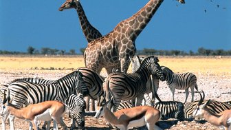 Eine Gruppe bestehend aus mehreren Tierarten steht nebeneinander in der Landschaft - Namibia mit Kindern