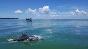  Delfine schwimmen vor Isla Aguada im Golf von Mexiko – Mexiko mit Kindern