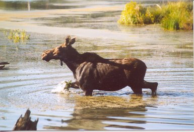 Ein Elch steht im flachen Wasser, während er mit dem Kopf nach oben schaut, um die Umgebung zu beobachten.