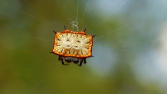 Eine auffällige Spinne mit einem orangefarbenen, stacheligen Körper hängt in ihrem Netz, umgeben von unscharfem Hintergrund.