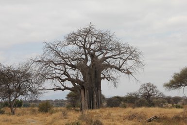 Mächtiger Baobab-Baum im Tarangire-Nationalpark in Tansania – Tansania Reise mit Kindern