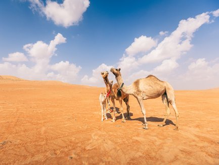 Dromedare bei Thousand Nights Camps in der goldenen Wüste – Oman mit Kindern