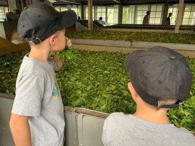 Kinder stehen interessiert in einer Teefabrik in Nuwara Eliya – Sri Lanka Reise mit Kindern