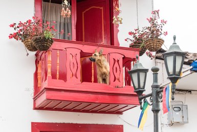 Ein Hund steht auf einem roten Balkon, umgeben von blühenden Pflanzen und einer charmanten, weißen Wand.