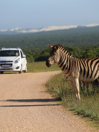 Ein Zebra steht am Wegesrand im Addo-Nationalpark während ein Auto vorbeifährt – Südafrika Reise mit Kindern