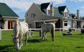 Zwei weiße Pferde grasen friedlich auf einer saftigen Wiese vor einem charmanten Landhaus mit grünem Dach.