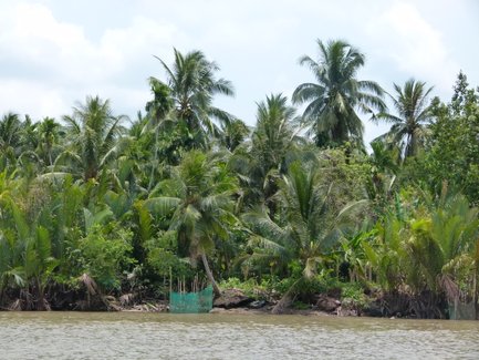 Dichte, grüne Palmen und tropische Pflanzen säumen das Ufer eines ruhigen Gewässers im Mekong-Delta.