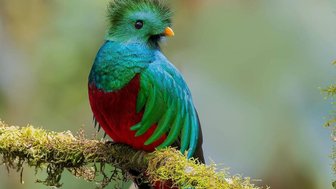 Ein auffallend gefärbter Quetzal sitzt auf einem moosbedeckten Ast, umgeben von einem sanften, verschwommenen Hintergrund der Natur.