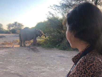 Ein Elefant frisst Blätter von einem Busch - Namibia mit Jugendlichen