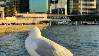 Eine elegante Möwe sitzt auf einer Mauer, während hohe Wolkenkratzer von Sydney im Hintergrund aufragen.
