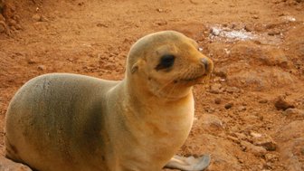 Eine Seelöwin sitzt entspannt auf dem trockenen, erdigen Boden und blickt neugierig in die Umgebung.