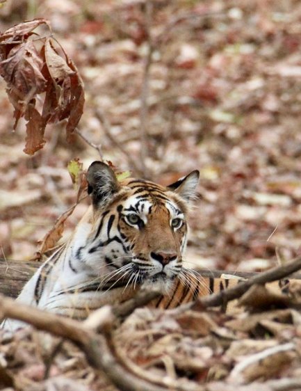 Ein Tiger liegt zwischen trockenen Blättern und Ästen, seine Augen sind aufmerksam und fokussiert auf die Umgebung.