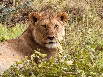 Löwin beobachtet aufmerksam die Umgebung im Serengeti-Nationalpark – Tansania Reise mit Kindern