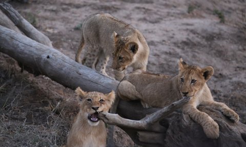 Löwenbabys tollen auf einem liegenden Baumstamm im Kruger-Nationalpark – Südafrika mit Kindern