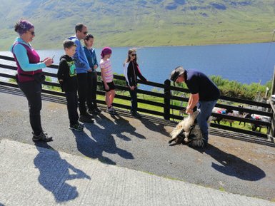 Eine Gruppe von Menschen beobachtet einen Mann, der ein Schaf auf einem Bauernhof in Irland hält, während der See im Hintergrund glitzert.