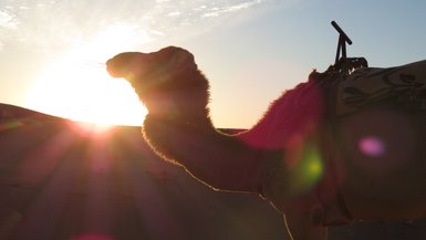 Nahaufnahme eines Kamels vor der untergehenden Sonne in der Sahara – Marokko Familienreise