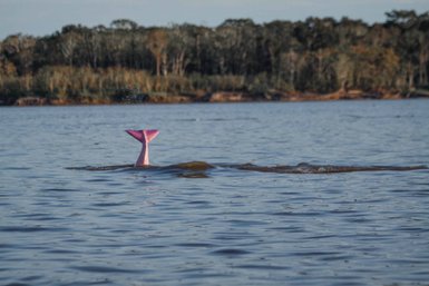 Die pinkfarbene Schwanzflosse eines mysteriösen Wesens ragt aus dem ruhigen Wasser hervor, umgeben von dichtem Uferbewuchs.