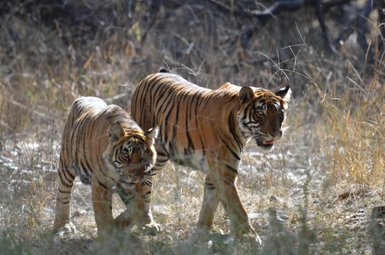 Zwei Tiger bewegen sich durch hohes Gras, ihre markanten Streifen leuchten im Sonnenlicht und zeigen ihre majestätische Präsenz.