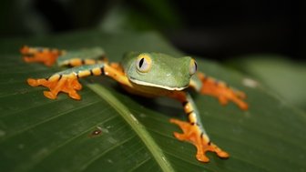 Grüner und orangefarbener Frosch sitzt auf einem Blatt – Costa Rica Familienreise