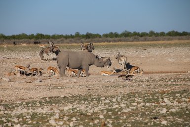 Ein Nashorn, Springböcke und Zebras stehen zusammen an einem Wasserloch - Namibia mit Kindern