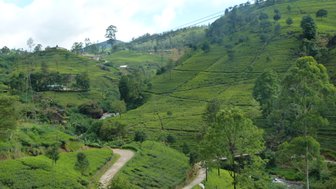 Sattgrüne Teesträucher in Nuwara Eliya – Sri Lanka mit Kindern